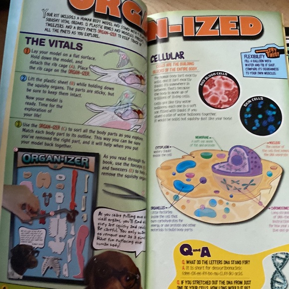 Youth science toy - Squishy Human Body 8+ - Picture 9 of 12